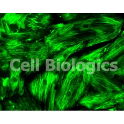 Cynomolgus Monkey Primary Carotid Artery Smooth Muscle Cells